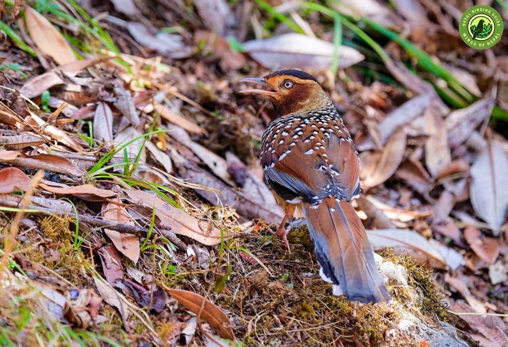 ABC Birding and Trekking 3 ABC Birding Trek Nepal Birding Tour | Bird Watching Tour in Nepal
