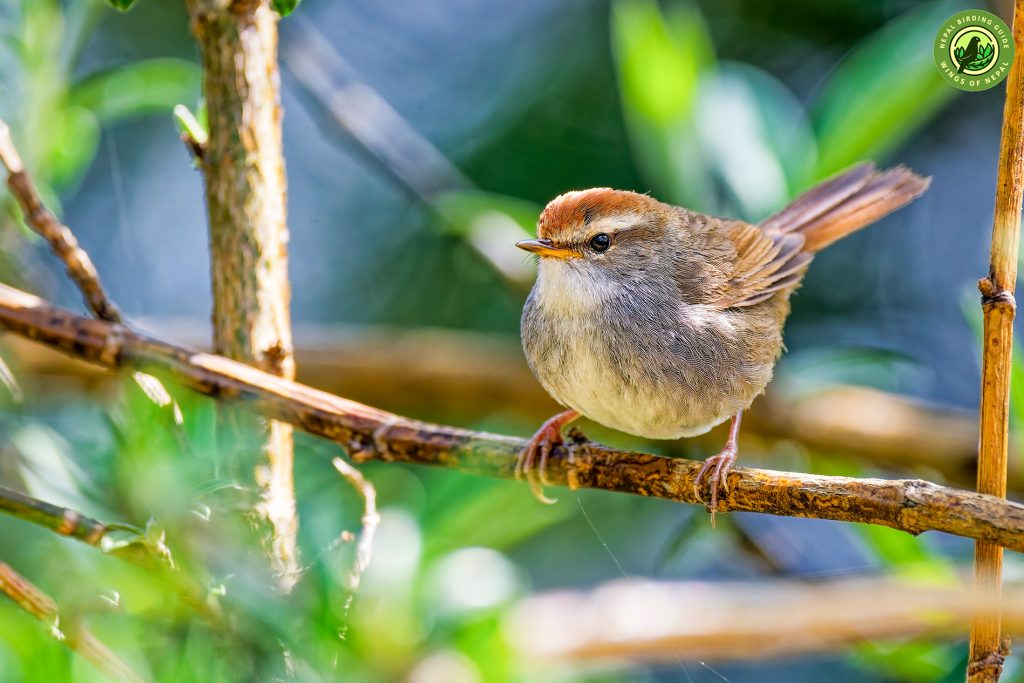 ABC Birding and Trekking 4 Annapurna Birding Nepal Birding Tour | Bird Watching Tour in Nepal