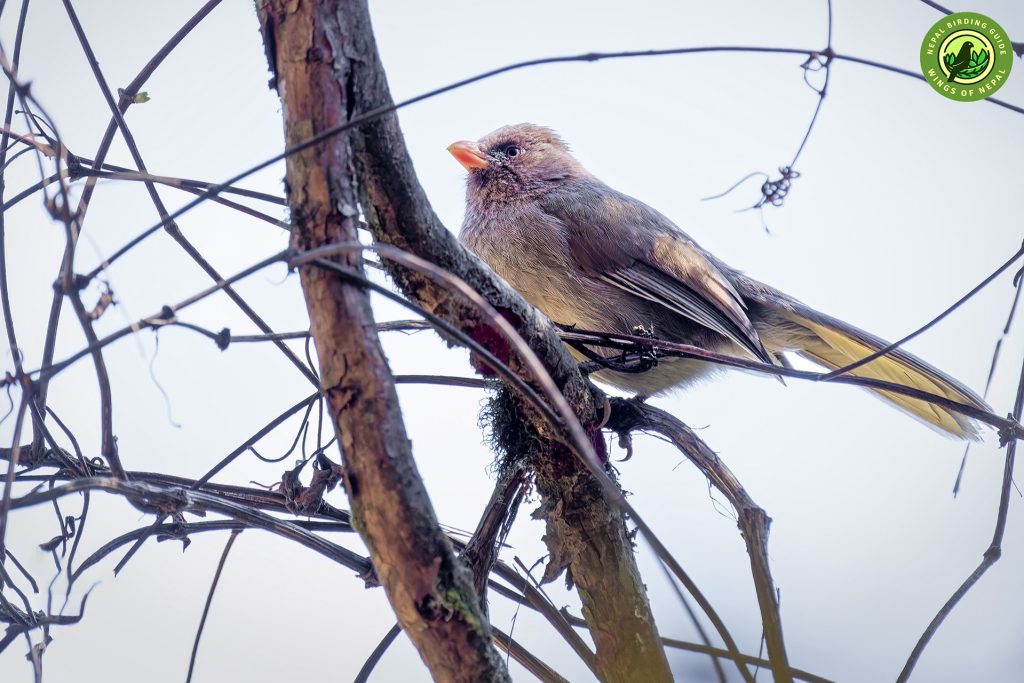 ABC Birding and Trekking 7 Annapurna Birding Tour Nepal Birding Tour | Bird Watching Tour in Nepal
