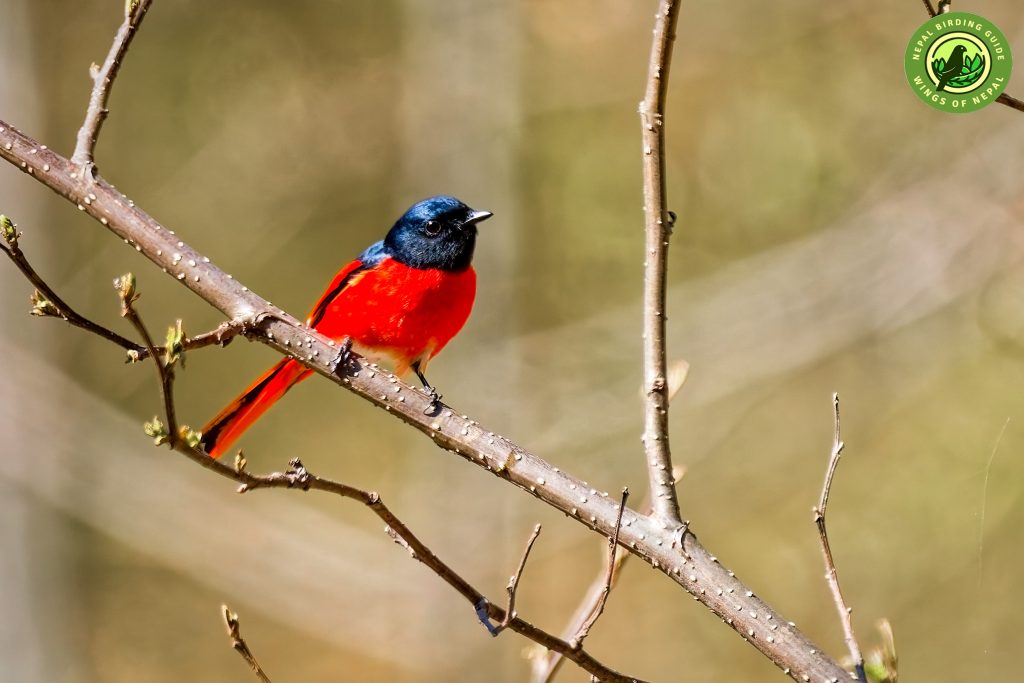 ABC Birding and Trekking 5 Annapurna Birds Nepal Birding Tour | Bird Watching Tour in Nepal