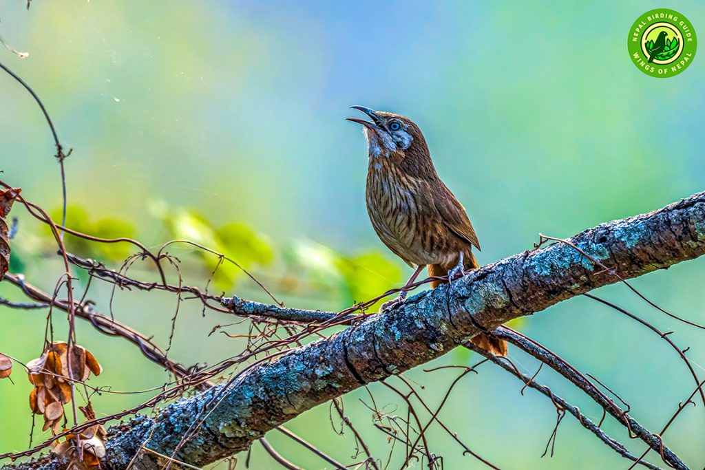 ABC Birding and Trekking 6 Spiny Babbler Nepal Birding Tour | Bird Watching Tour in Nepal