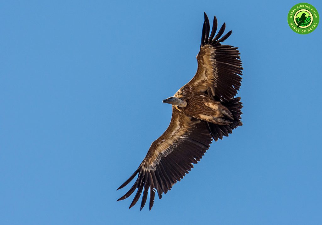 ABC Birding and Trekking 2 Trekking ans Birding in ABC Nepal Birding Tour | Bird Watching Tour in Nepal