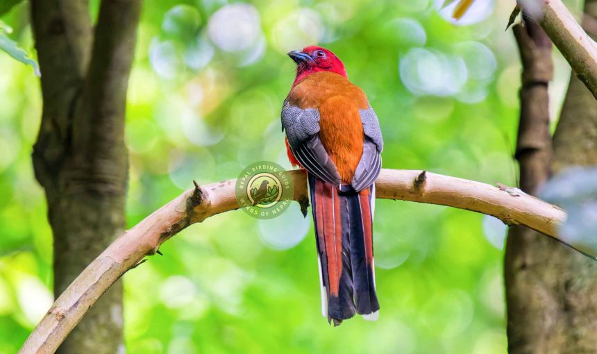 Bird Photography in Nepal 1 Bird Photography in Nepal
