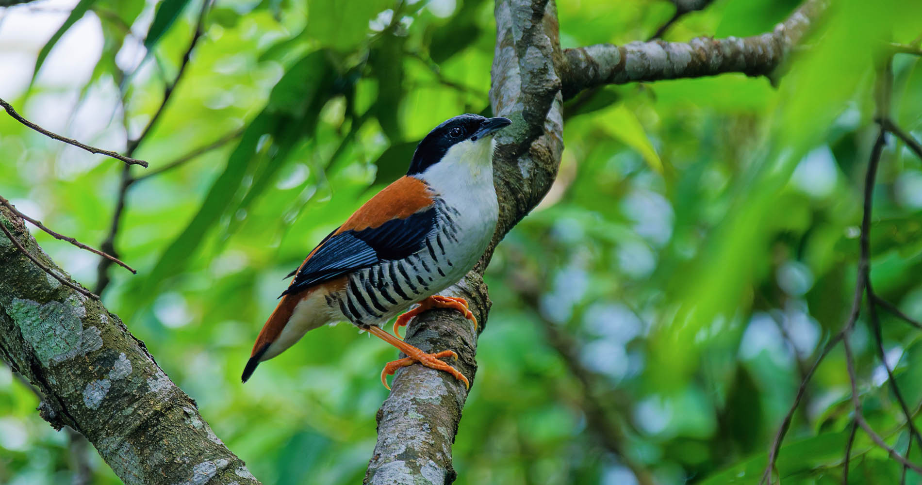 7 Days Nepal Birding Tour