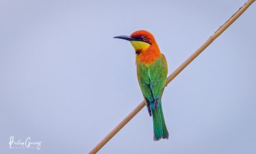 8 Days Bird Watching Tour Kathmandu Valley and Chitwan