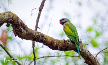 Kathmandu and Chitwan Birdwatching Tour