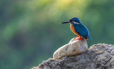 Kathmandu and Chitwan Birdwatching Tour