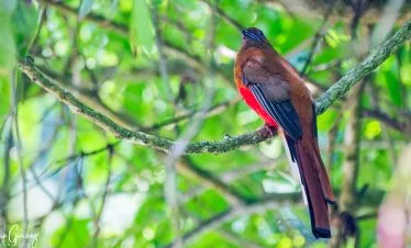 Bird Watching Around Kathmandu Valley