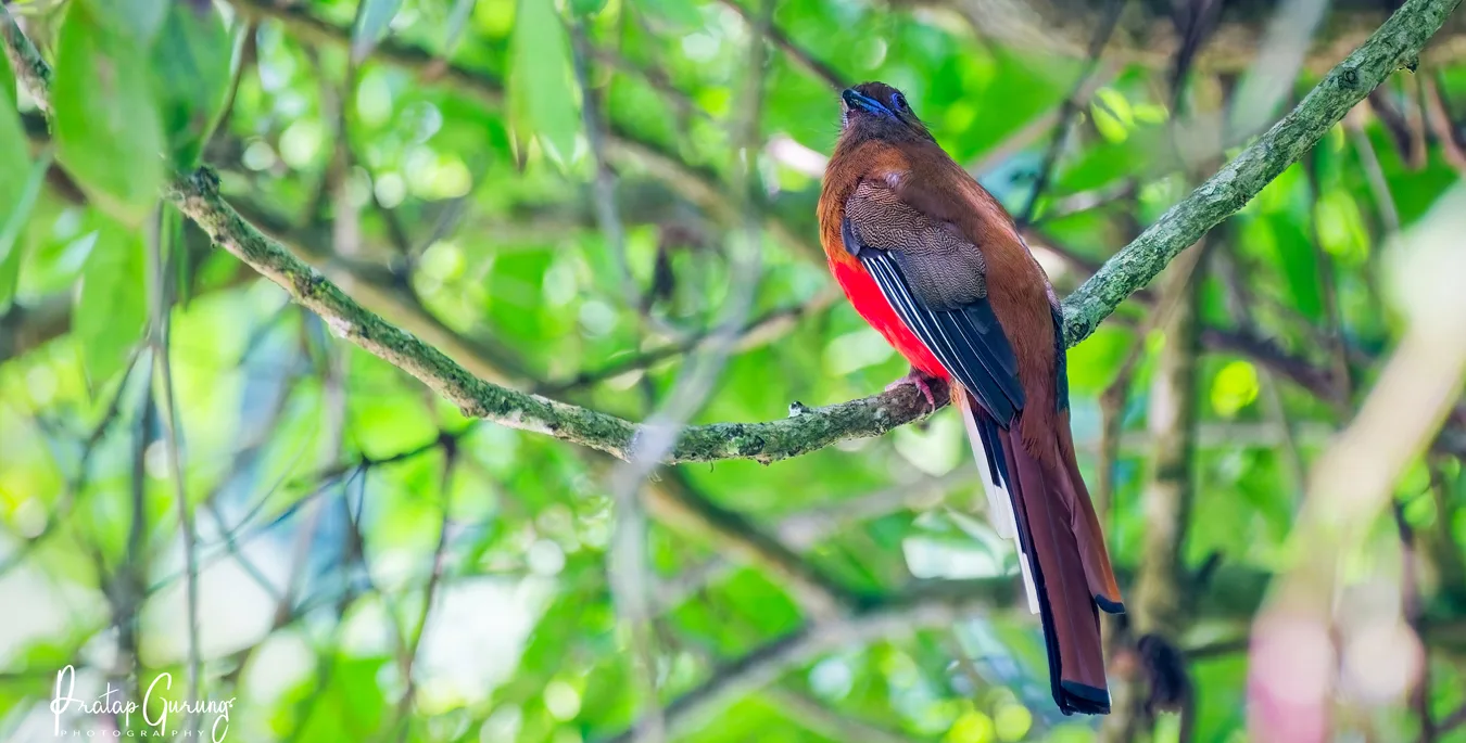 Bird Watching Around Kathmandu Valley