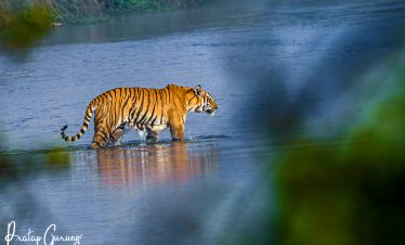 Chitwan Wildlife Tour