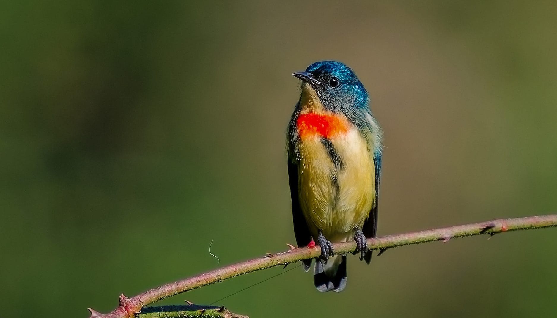 Bird Watching at Phulchowki and Godawari 5 Bird Watching Hotspot in Nepal