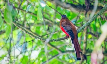 Birding around Kathmandu valley