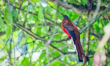 Birding around Kathmandu valley