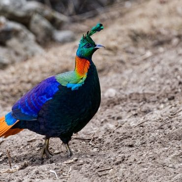 Everest Bird Watching Tour