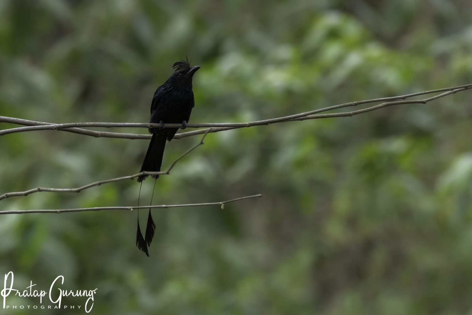 Koshi Tappo Birding