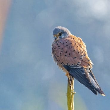 Bird watching in Koshi Tappu