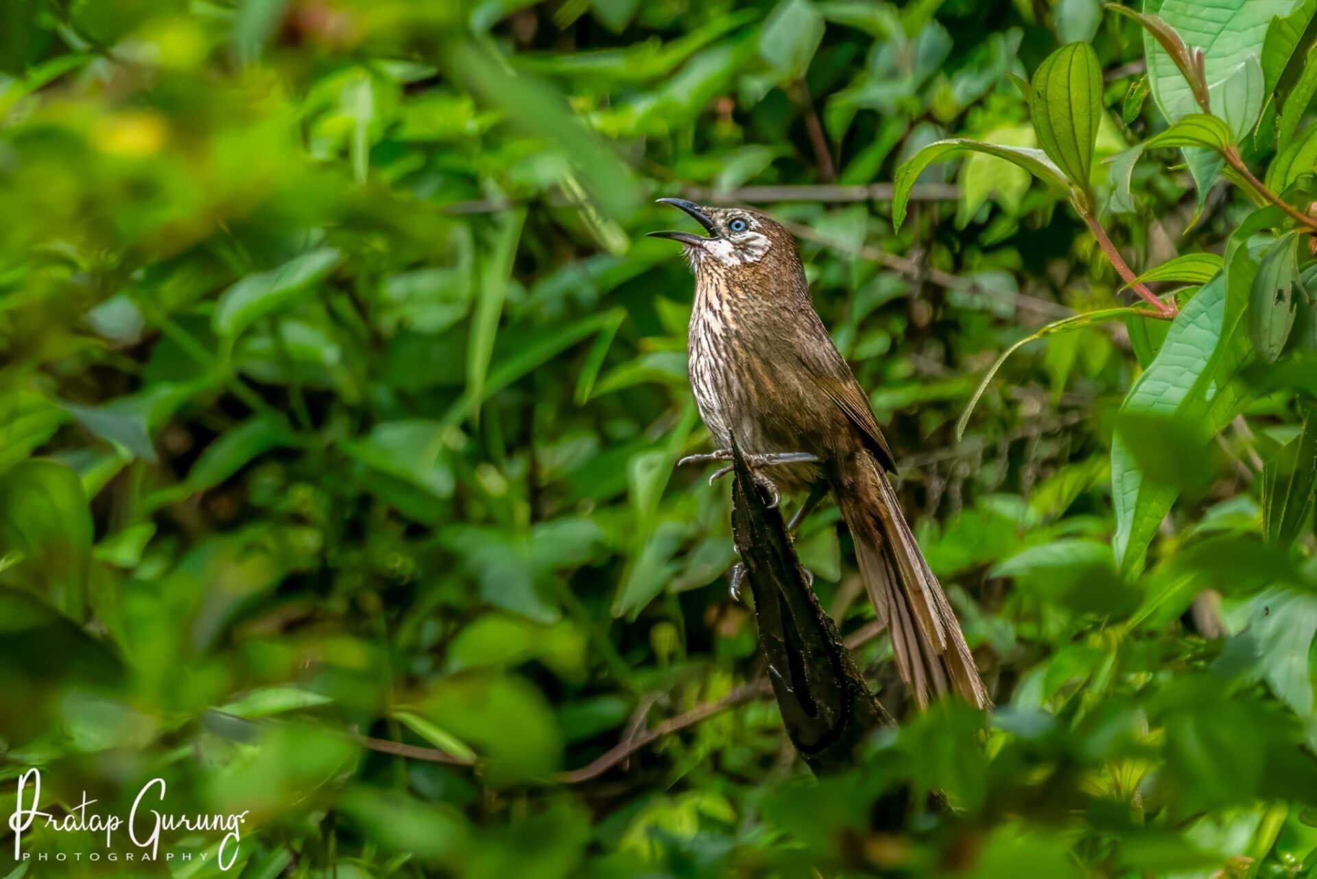 Spiny Babbler 3 Spiny Babbler (Turdoides nipalensis)