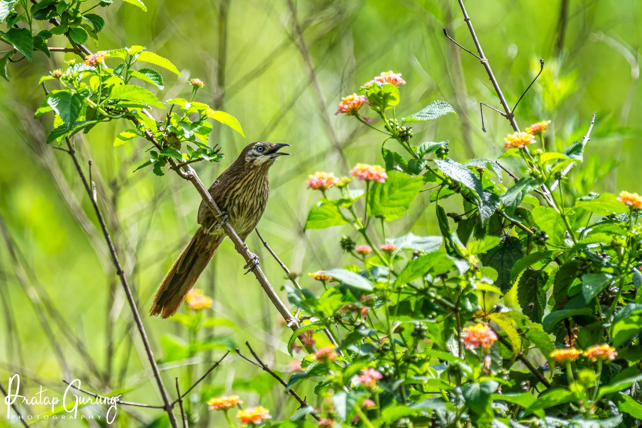 Spiny Babbler 3 Spiny Babbler (Turdoides nipalensis)