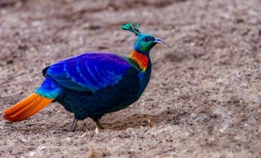 Everest Birding and Base Camp Trek