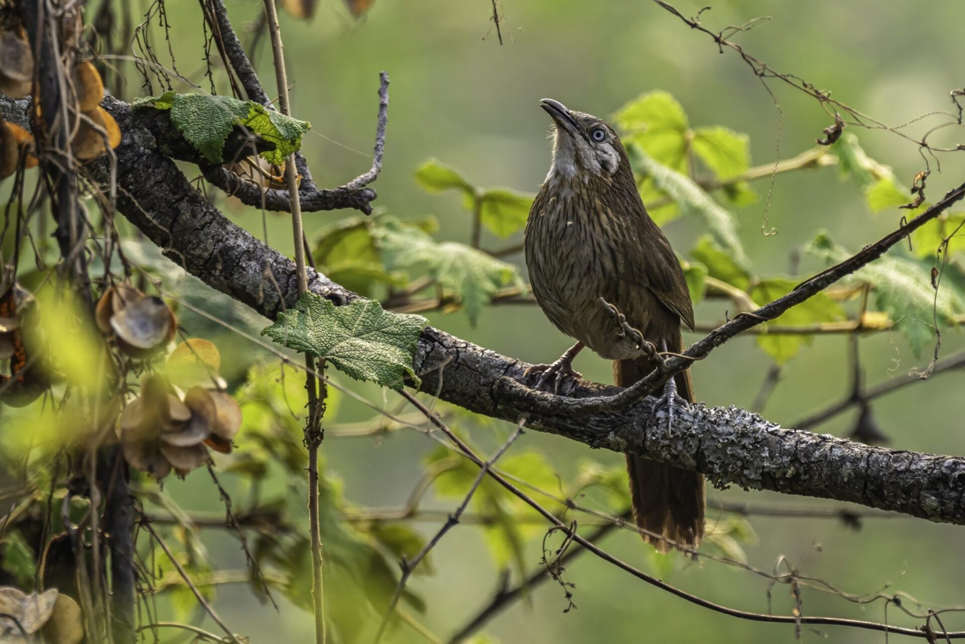 Spiny Babbler 5 Spiny Babbler (Turdoides nipalensis)