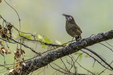 Spiny Babbler