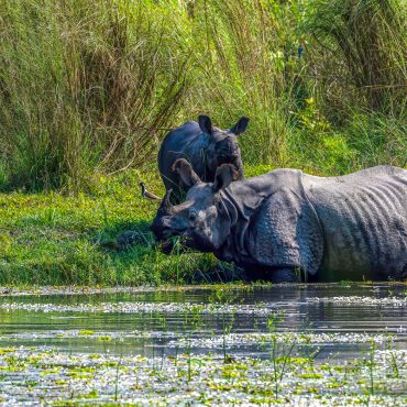 Chitwan National Park