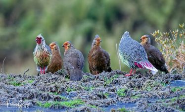 Langtang Birdwatching Tour