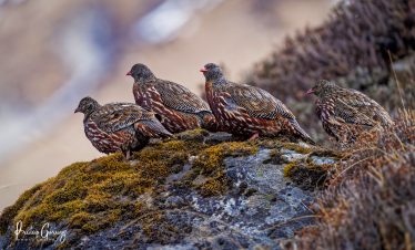 Langtang Birdwatching Tour