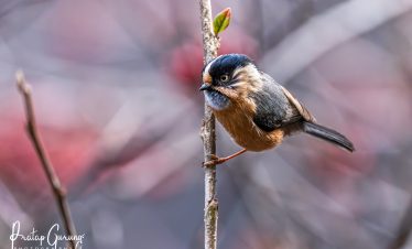 Langtang Birdwatching Tour