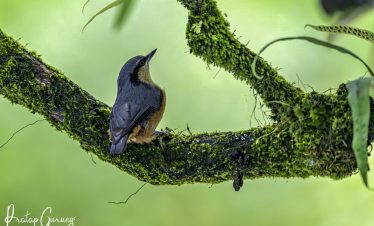 Annapurna Bird Watching Trek and Tours