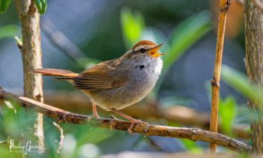 Annapurna Bird Watching Trek and Tours