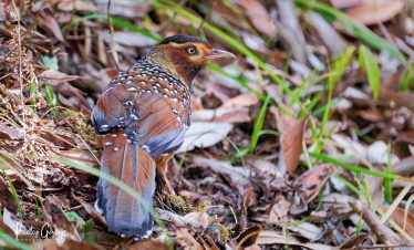Annapurna Bird Watching Trek and Tours