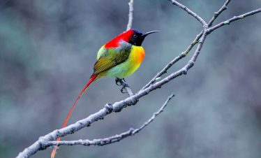 Annapurna Base Camp Birdwatching Trek