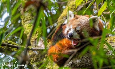 Red Panda Tour