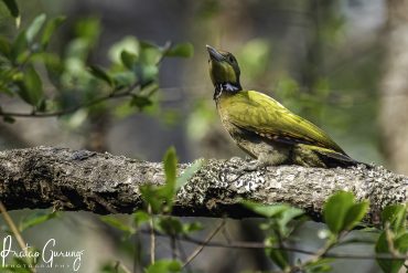 Birdwatching Around Godawari Kathmandu