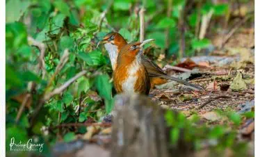 Shivapuri Birdwatching Tour