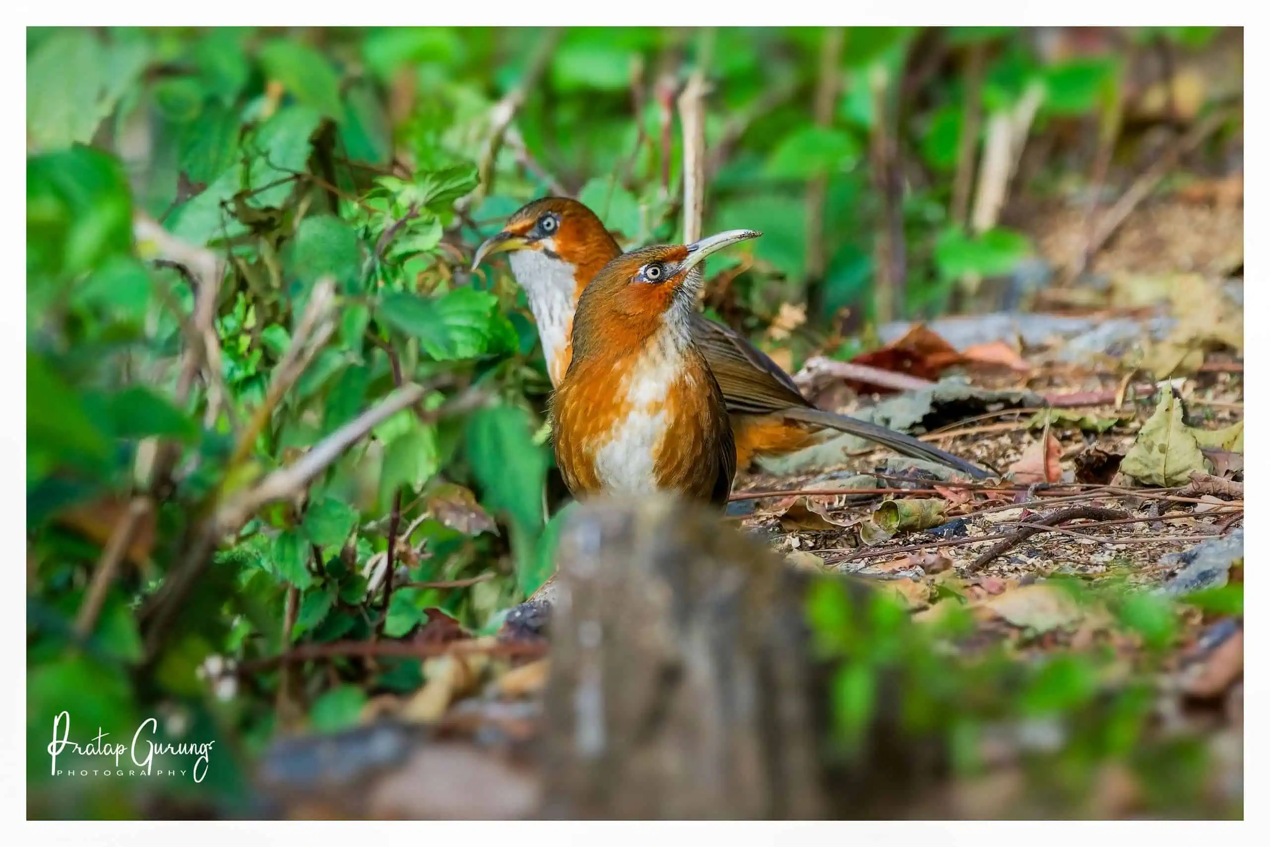 Shivapuri Birdwatching Tour