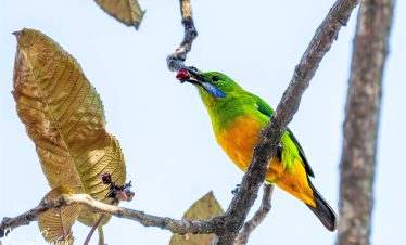 Shivapuri Birdwatching Tour