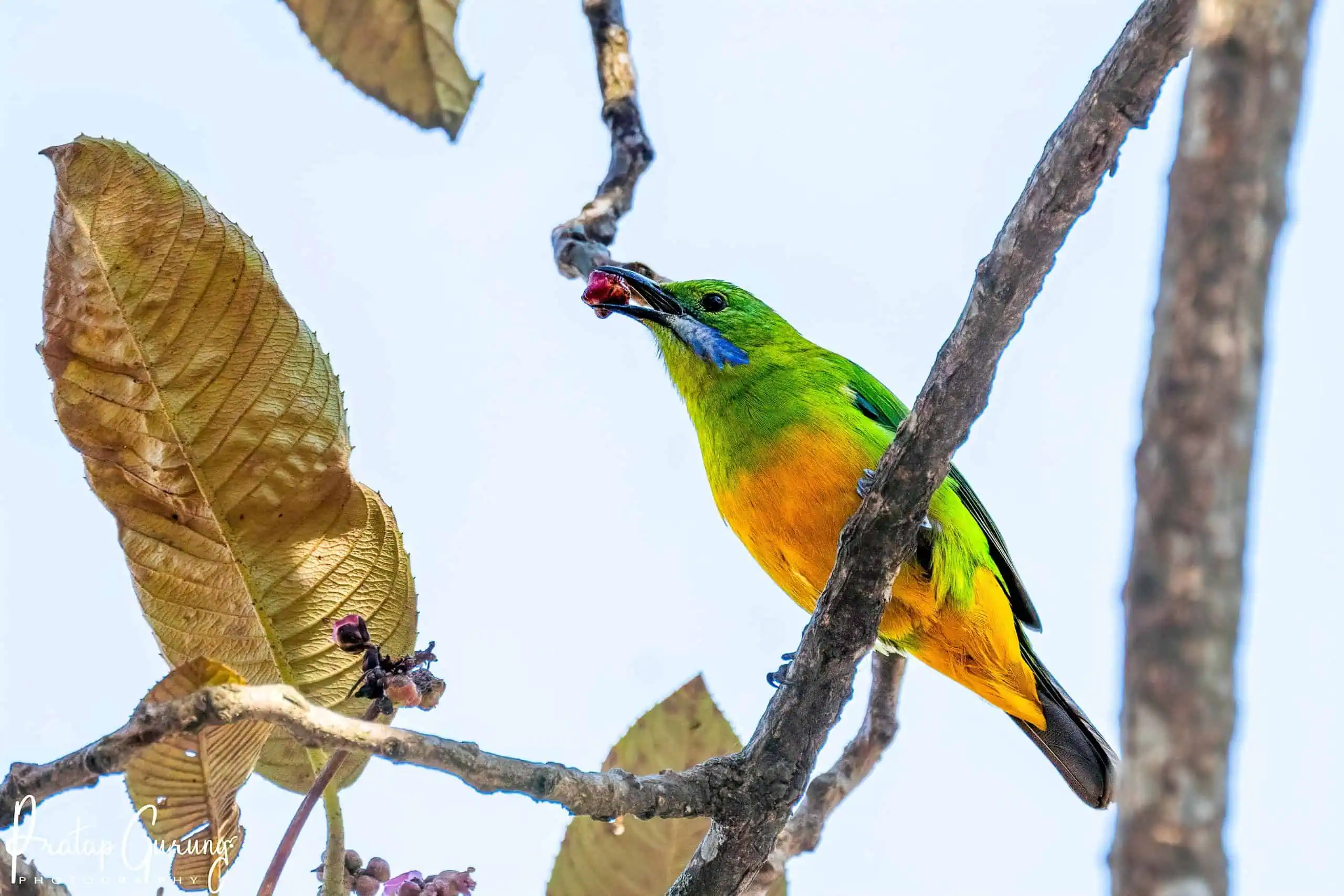 Shivapuri Birdwatching Tour