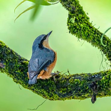 ABC Birding and Trekking