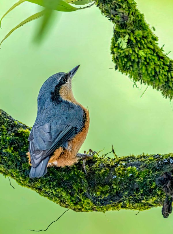 ABC Birding and Trekking