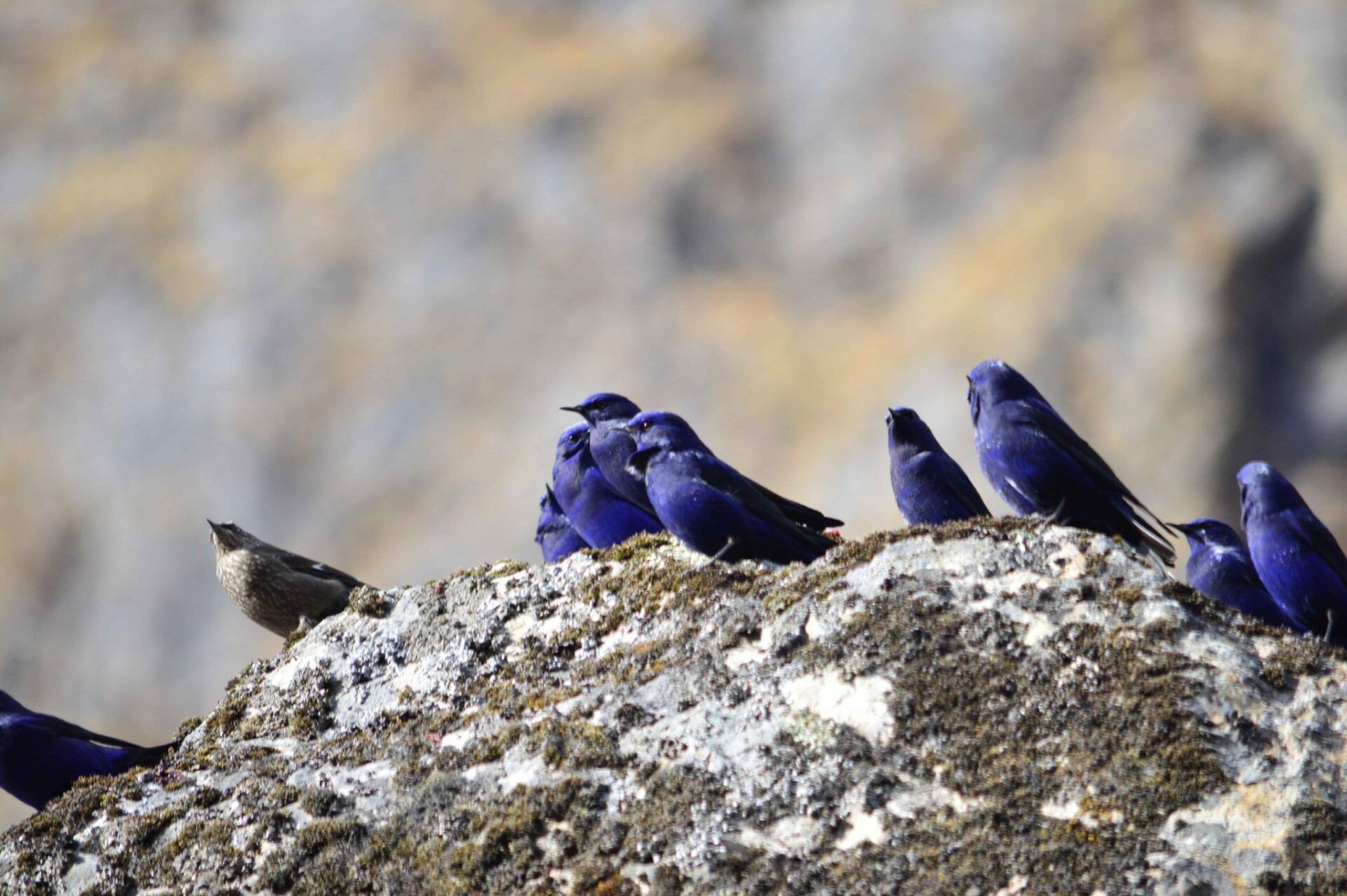 Birding in Langtang Valley 4 Grandala