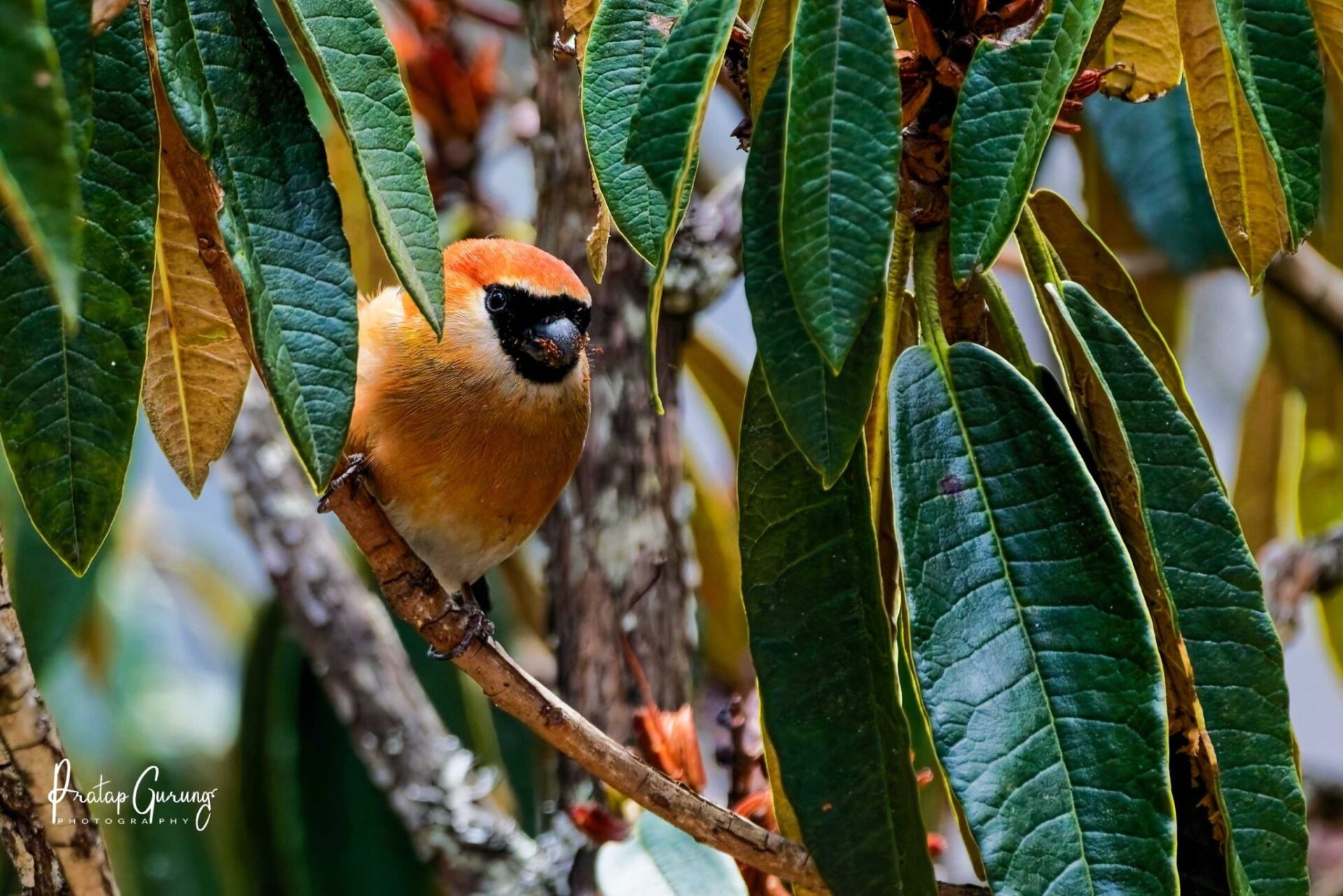 Birding in Langtang Valley 2 Red-headed bullfinch