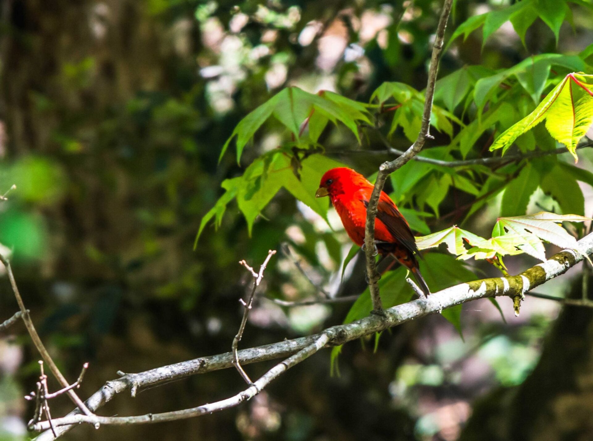 Birding in Langtang Valley 3 Scarlet Finch
