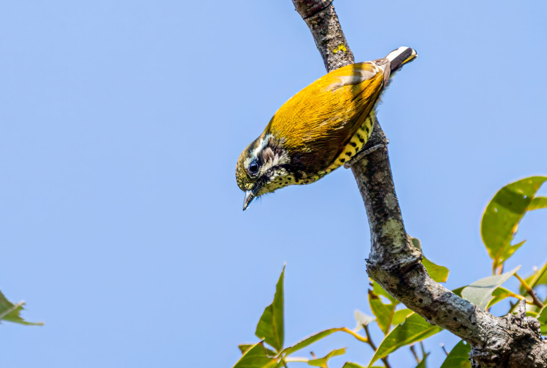 Bird Watching in Nepal 2 Speckled piculet