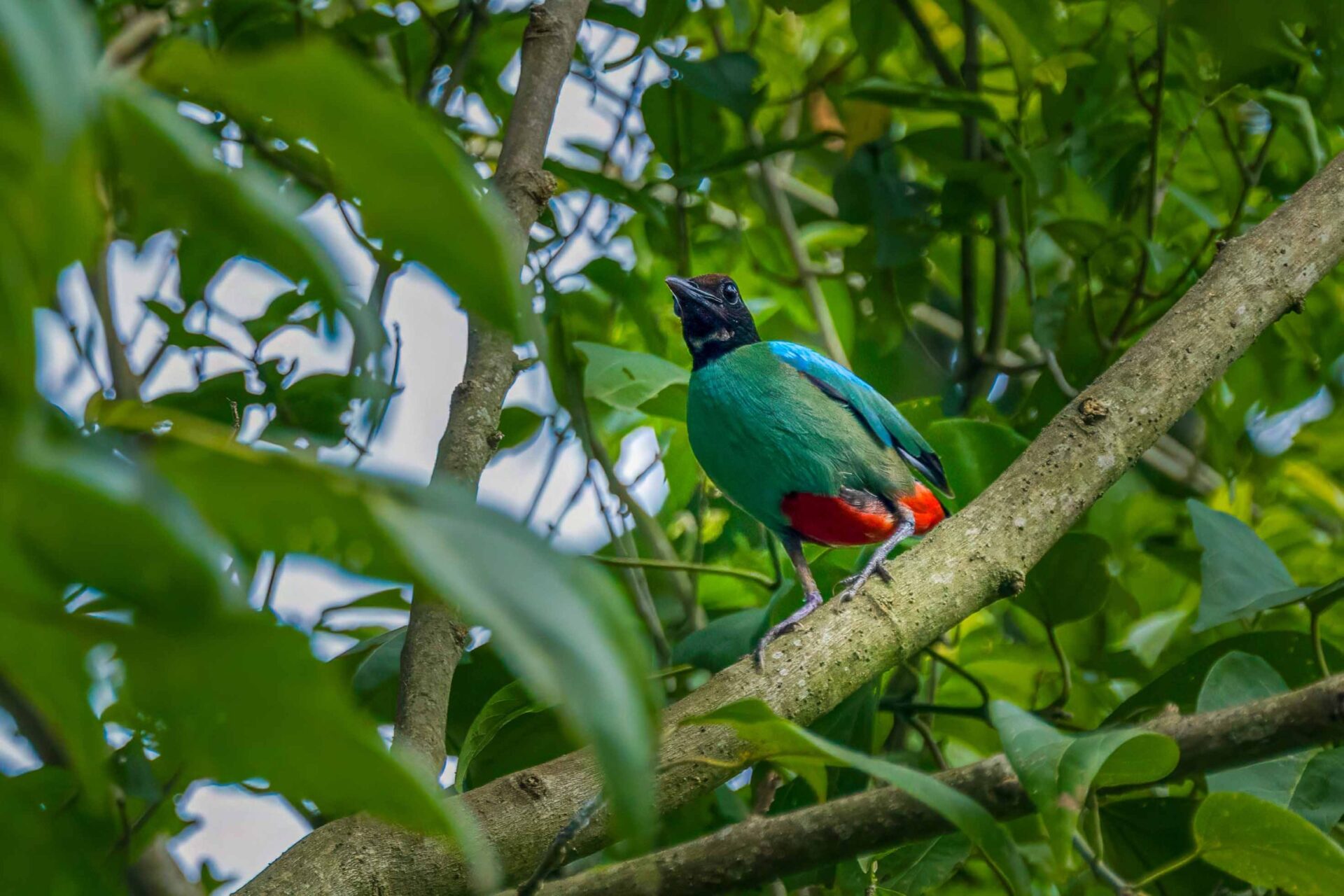 Bird Watching in Nepal 6 Western hooded pitta