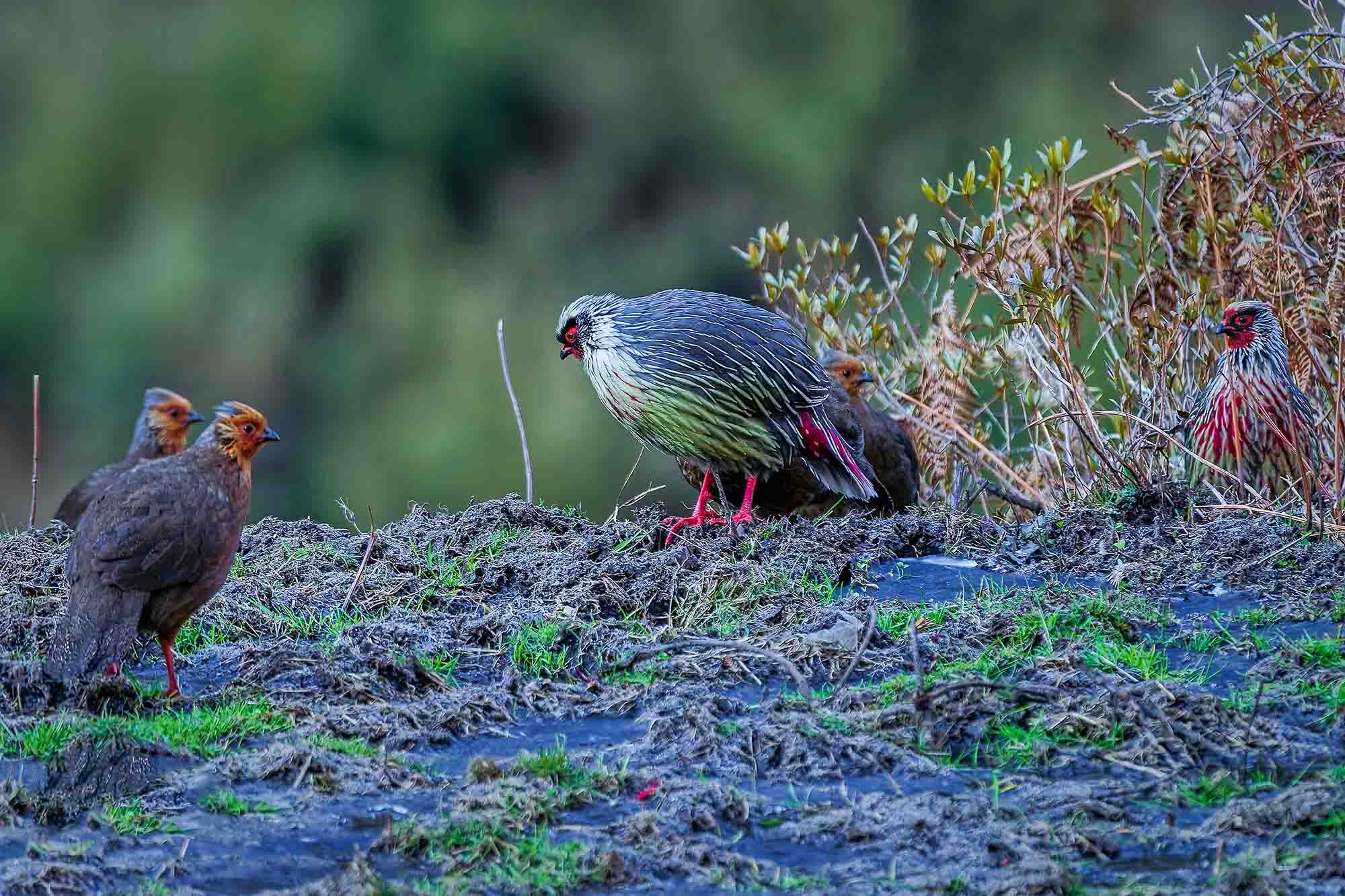 Bird Watching in Nepal 10 Blood pheasant