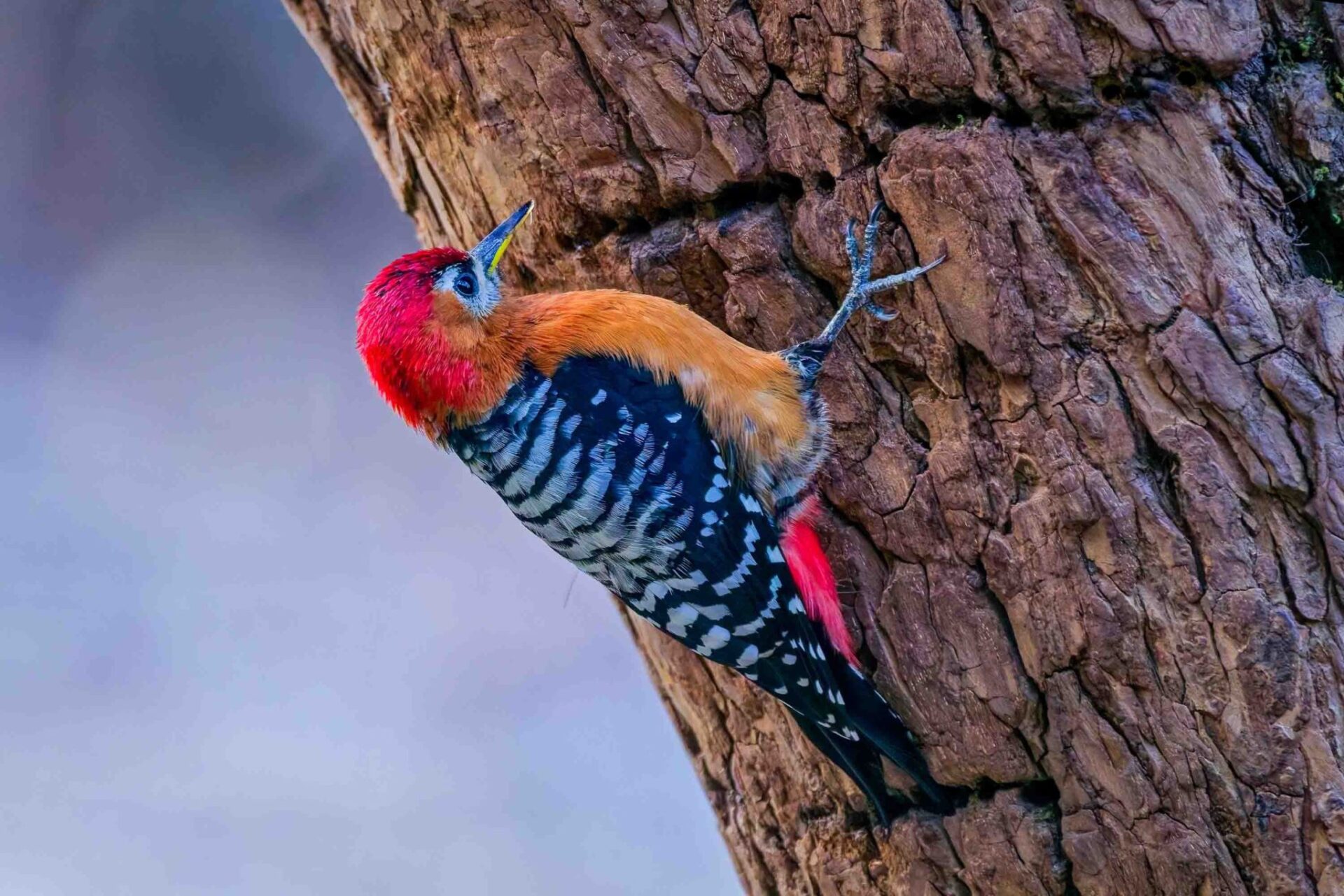 Bird Watching in Nepal 12 Rufous-bellied woodpecker