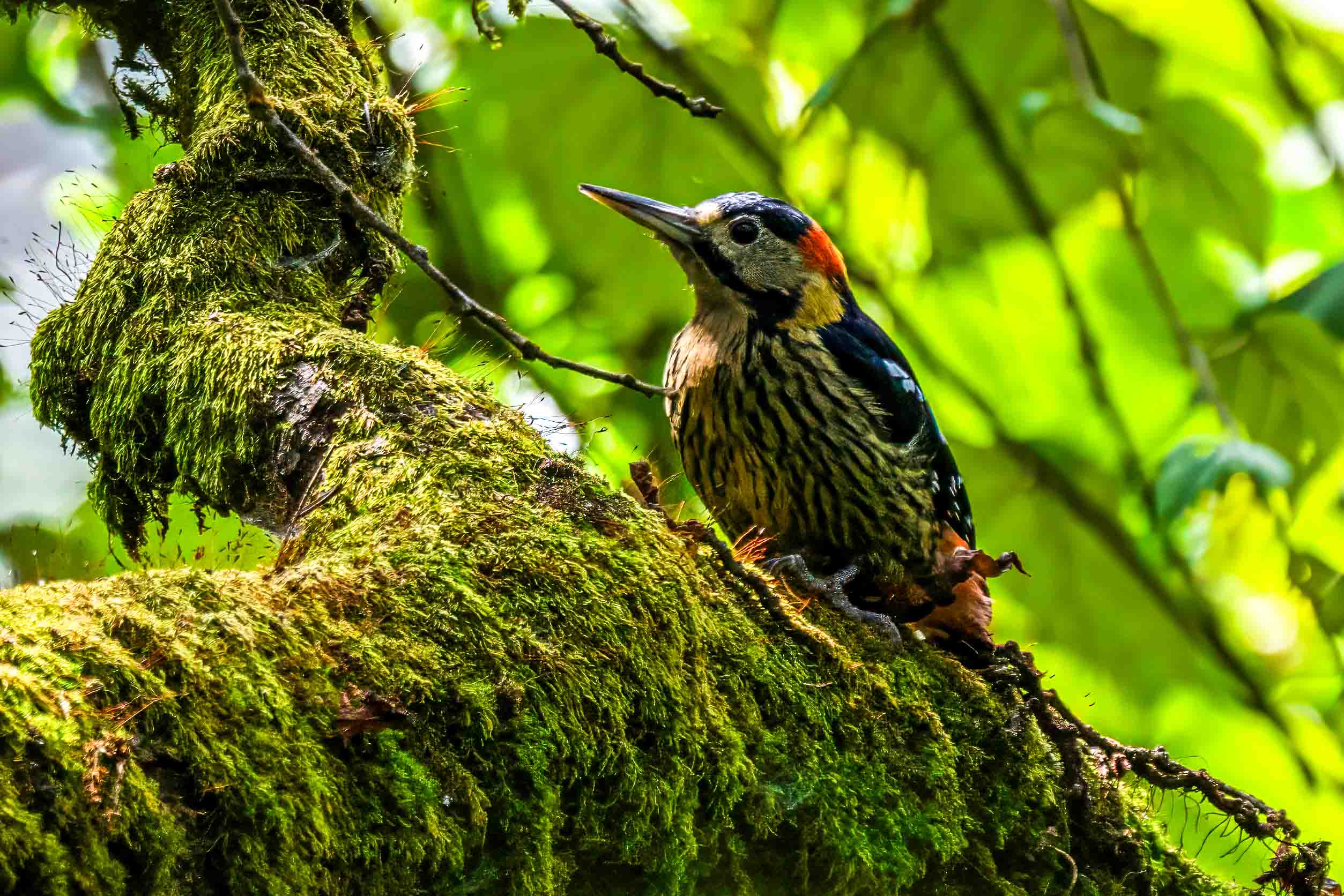 Bird Watching in Nepal 3 Darjeeling woodpecker