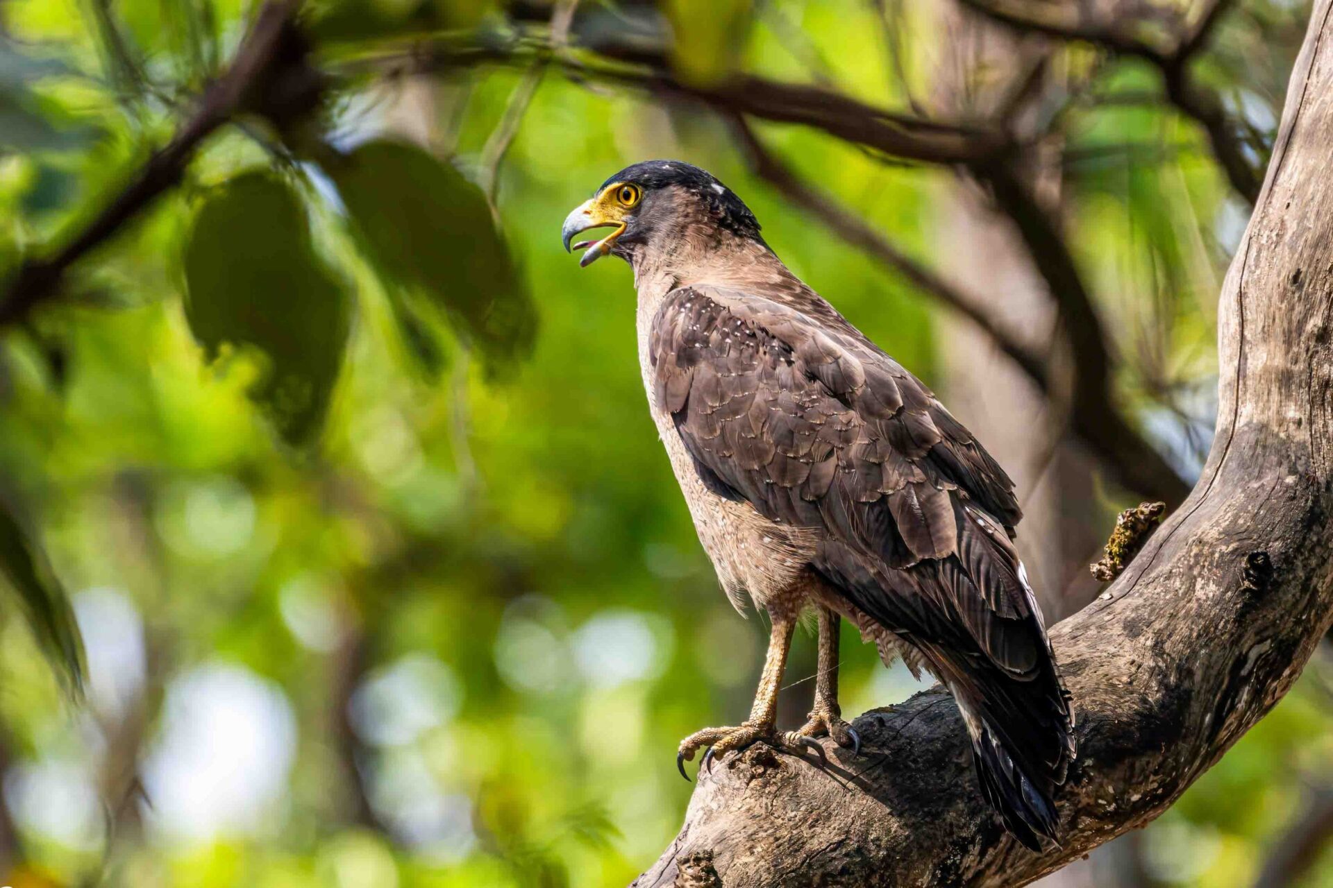 Bird Watching in Nepal 5 Crested serpent eagle